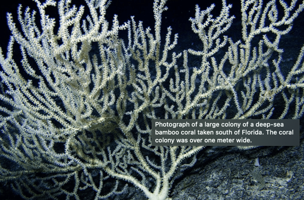 NOAA Ocean Explorer example of alt text on an image of deep sea bamboo coral